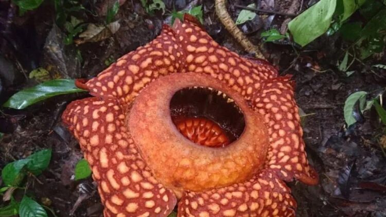 Bunga Rafflesia Ditemukan Mekar di Hutan Gaduangbeo Kabupaten Solok 1 Bunga Rafflesia kembali ditemukan mekar sempurna di Solok usai lebaran (ANTARA/HO-Dokumen Pribadi)