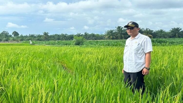 Kepala Dinas Tanaman Pangan dan Hortikultura Pasaman Barat Doddy San Ismail saat meninjau tanaman padi masyarakat dalam rangka upaya peningkatan produksi. (Foto: ANTARA)