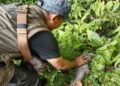 Usai Jalani Observasi, Seekor Trenggiling Dilepasliarkan ke Hutan Konservasi Agam