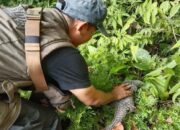 Usai Jalani Observasi, Seekor Trenggiling Dilepasliarkan ke Hutan Konservasi Agam