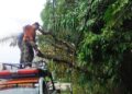 BPBD Bersihkan Pohon Tumbang yang Tutup Jalan ke Perumahan Warga di Padang 2 BPBD Bersihkan Pohon Tumbang yang Tutup Jalan ke Perumahan Warga di Padang