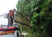 BPBD Bersihkan Pohon Tumbang yang Tutup Jalan ke Perumahan Warga di Padang