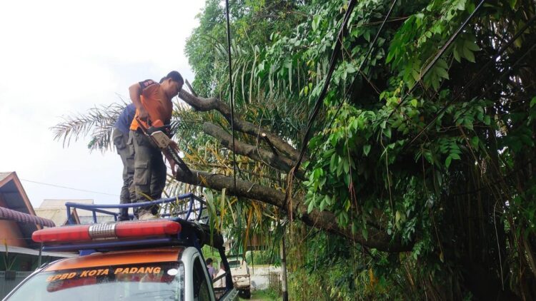Pohon tumbang di kawasan Limau Manih Selatan, Kecamatan Pauh, Kota Padang pada Senin (10/4/2023) siang. (Foto: Dok. Pusdalops PB)