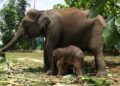 Bayi gajah sumatera yang baru lahir di Unit Konservasi Gajah Estate Ukui PT RAPP dan sang induk, Carmen (ANTARA/Ho-BBKSDA Riau)