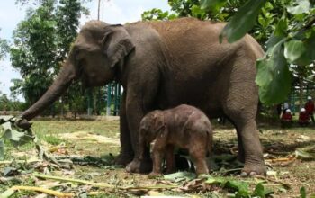Bayi gajah sumatera yang baru lahir di Unit Konservasi Gajah Estate Ukui PT RAPP dan sang induk, Carmen (ANTARA/Ho-BBKSDA Riau)