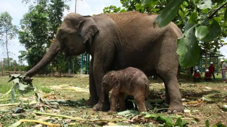 Seekor Gajah Sumatera Lahir di Riau, Diberi Nama Carmen 1 Bayi gajah sumatera yang baru lahir di Unit Konservasi Gajah Estate Ukui PT RAPP dan sang induk, Carmen (ANTARA/Ho-BBKSDA Riau)