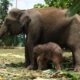 Bayi gajah sumatera yang baru lahir di Unit Konservasi Gajah Estate Ukui PT RAPP dan sang induk, Carmen (ANTARA/Ho-BBKSDA Riau)