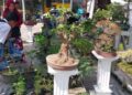 Bonsai Harga Rp50 Ribu hingga Rp80 Juta Ada di Festival Muaro Padang