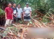 Pria Ditemukan Meninggal di Mentawai Ternyata Operator PLTD, Ini Kata PLN Sumbar