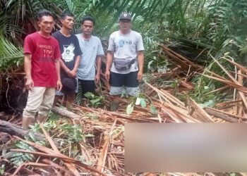 TEKS FOTO: Penemuan mayat di di ladang sagu di Desa Saliguma, Kecamatan Siberut Tengah, Kabupaten Kepulauan Mentawai, Sumatera Barat (Sumbar) pada Jumat (28/4/2023) pagi. (Foto: Dok. Istimewa)