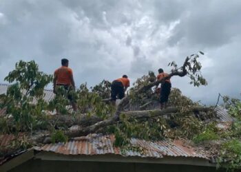 Satgas BPBD Agam sedang membersihkan material pohon tumbang menimpa bangunan SLB Batu Kambing, Rabu (19/4/2023). (Dok. ANTARA)