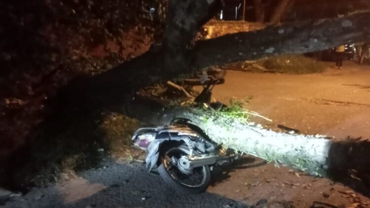Duka Seorang Ayah di Padang Jelang Lebaran, Anak Meninggal usai Tertimpa Pohon 1 pohon tumbang di padang yang sebabkan seorang anak meninggal