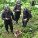Pemusnahan granat dan amunisi aktif di Silaing Atas. (Foto: Dok. Polres Padang Panjang)