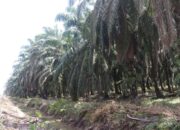 Pemkab Pasaman Barat Usulkan Peremajaan Sawit Rakyat 302 Hektare ke Pusat