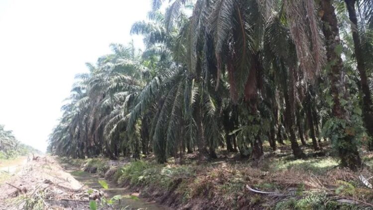 Tanaman kelapa sawit di Pasaman Barat yang berumur 25 tahun ke atas disarankan untuk diremajakan kareba tidak produktif. (Antara/Altas Maulana).
