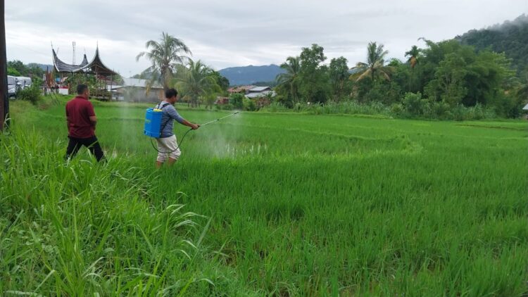 Pertanian Berkontribusi Besar Topang Pertumbuhan Ekonomi Nasional 1 Ilustrasi lahan pertanian di Kota Padang. (Foto: Dok. Diskominfo Padang)