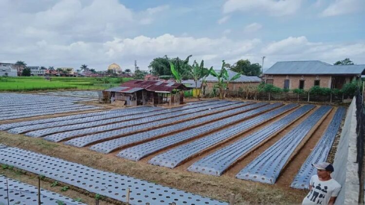 Salah satu lahan pertanian warga di Kota Bukittinggi, Sumatera Barat. Pemerintah daerah setempat melakukan langkah antisipasi dampak rusaknya lahan pertanian karena cuaca ekstrem (Antara/Al Fatah)