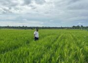 Pemkab Pasbar Targetkan Produksi Padi 62.301 Ton di 2023