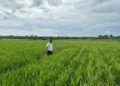 Pemkab Pasbar Klaim Belum Ada Sawah Kekeringan akibat Kemarau