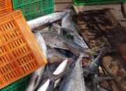 Ekspor Komoditas Sumbar Tembus Rp2,2 Triliun, Tumbuhan jadi Andalan