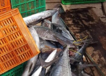 Tingkatkan Produksi untuk Pasar Ekspor, Pemkab Pasbar Lengkapi Sarpras Nelayan