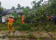 Pohon Tumbang Timpa 10 Rumah di Agam, BPBD: Dampak dari Angin Kencang