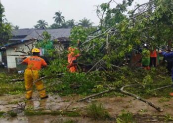 Pohon Tumbang Timpa 10 Rumah di Agam, BPBD: Dampak dari Angin Kencang