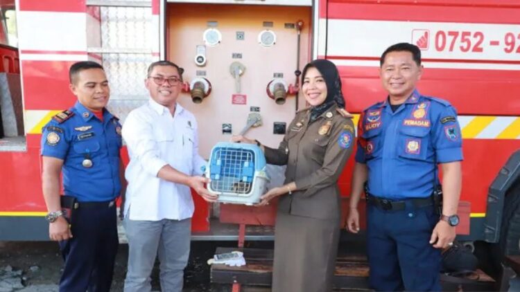 Seekor Kukang yang Dievakuasi dari Rumah Warga Diserahkan ke BKSDA Sumbar 1 Plh Satpol PP Damkar Dewi Novita saat menyerahkan seekor kukang ke BKSDA Sumbar. Antara/Akmal Saputra