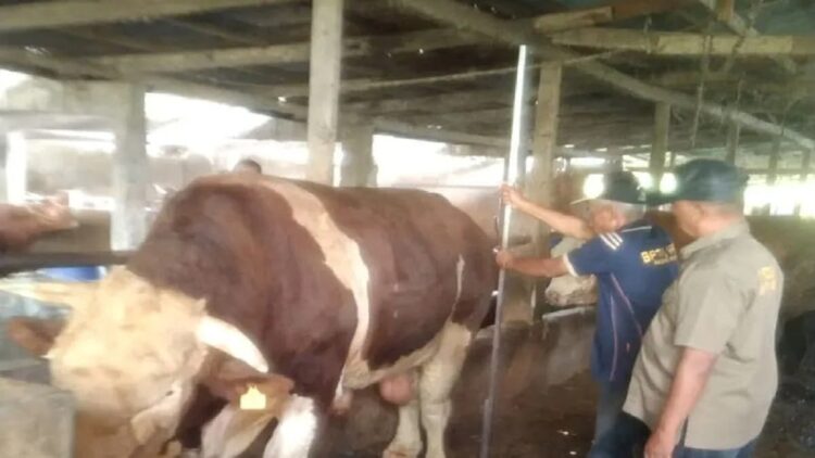 Sapi Seberat 1,07 Ton Milik Petani Agam Diusulkan jadi Kurban Presiden Jokowi 1 Tim Pemprov Sumbar sedang menilai sapi jenis simental milik F Datuak Palindih. (Antara/HO-Dok Dinas Pertanian Agam)