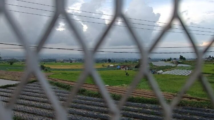 Lahan pertanian di Kabupaten Agam. (ANTARA/Miko Elfisha)