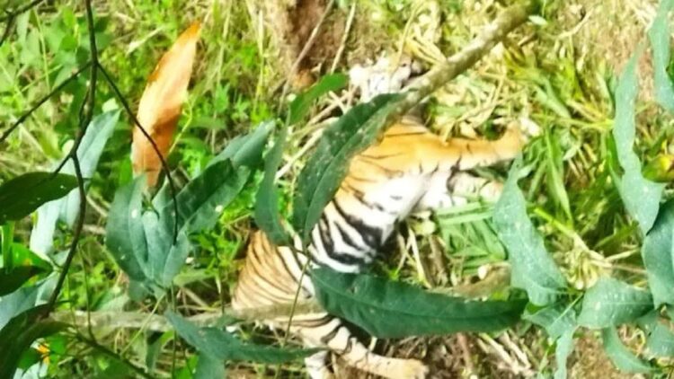 Harimau Sumatera ditemukan terjerat dekat perkebunan warga Pasaman. (Foto: Dok. ANTARA)