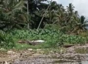 15,2 Ton Ikan Mati di Danau Maninjau, Kerugian Petani Capai Rp380 Juta