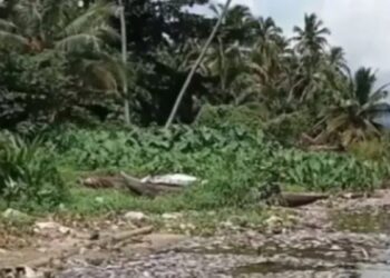 15,2 Ton Ikan Mati di Danau Maninjau, Kerugian Petani Capai Rp380 Juta