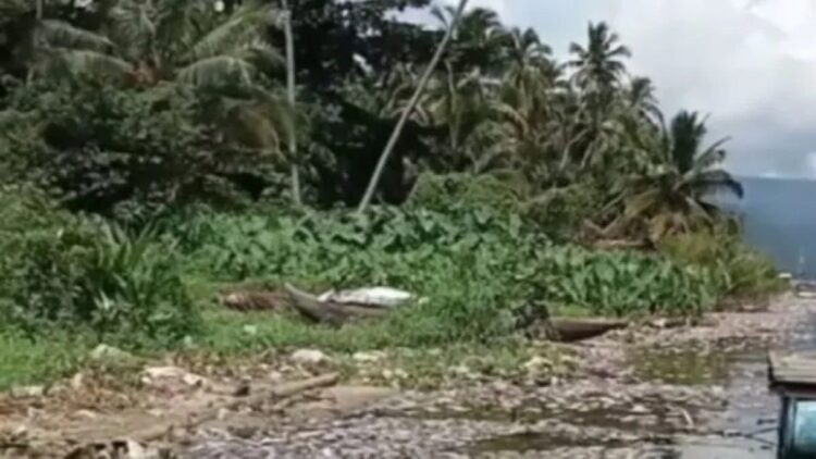 Ikan mengapung di Danau Maninjau akibat kekurangan oksigen. Dok Dinas Ketahanan Pangan dan Perikanan Agam