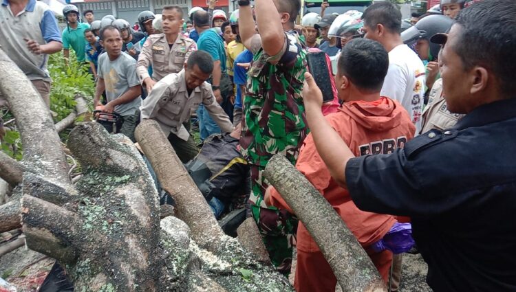 Driver Ojol Tertimpa Pohon di Padang Meninggal, Ini Identitasnya 1 Pohon tumbang di kawasan Ranah Parak Rumbio, Kecamatan Padang Selatan, Kota Padang pada Senin (8/5/2023) pagi. (Foto: Dok. Muhammad Aidil)