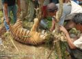 Ini Penjelasan BKSDA Sumbar terkait Harimau Sumatera yang Terkena Jeratan di Pasaman 4 Evakuasi harimau Sumatera yang mati usai terkena jerat babi di Kabupaten Pasaman. (Foto: Dok. BKSDA Sumbar)