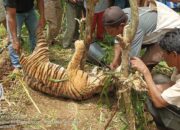 Ini Penjelasan BKSDA Sumbar terkait Harimau Sumatera yang Terkena Jeratan di Pasaman