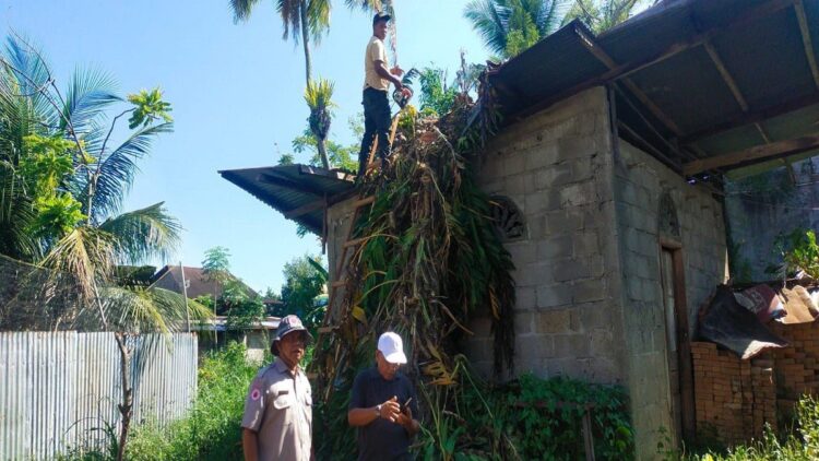 Pohon tumbang timpa rumah warga di kawasan Pasar Ambacang, Kecamatan Kuranji, Kota Padang pada Selasa (16/5/2023) siang. (Foto: Dok. Pusdalops PB)