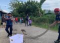 Damkar Padang Amankan Ular Piton 4 Meter di Selokan