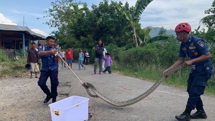 Evakuasi ular piton sepanjang empat meter dari dalam selokan. (Foto: Dok. Dinas Damkar Padang)