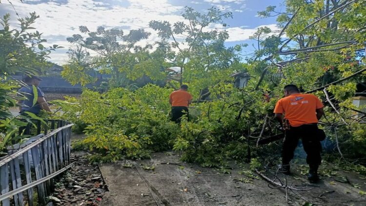 Pohon tumbang menghambat akses jalan dan kabel telekomunikasi di kawasan Cengkeh, Kecamatan Lubuk Begalung, Kota Padang, Sumatera Barat (Sumbar) pada Rabu (31/5/2023) pagi. (Foto: Dok. Pusdalops PB)