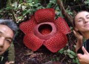 Bunga Rafflesia Mekar Sempurna di Batang Palupuh Agam
