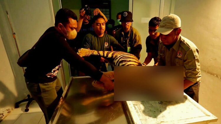 Ini Hasil Pemeriksaan Harimau Sumatera yang Tewas Terjerat di Pasaman 1 Proses nekropsi Harimau Sumatera yang mati di kebun milik warga di Lubuk Sikaping, Kabupaten Pasaman. (Foto: Dok. BKSDA Sumbar)