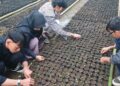 Cocok di Daerah Dingin, Kaliandra Merah Bisa Tumbuh hingga 12 Meter 6 Penanaman kaliandra merah di halaman PPNP Limapuluh Kota. (Dok. Istimewa)