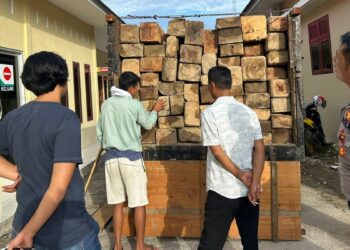 Puluhan batang kayu dari hutan lindung disita petugas dari tiga pelaku. (Foto: Dok. Polres Padang Pariaman)