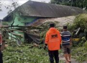 Tujuh Pohon Tumbang di Bukittinggi Akibat Cuaca Ekstrem