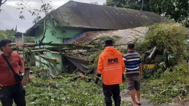 Tujuh Pohon Tumbang di Bukittinggi Akibat Cuaca Ekstrem 1 pohon tumbang di bukittinggi