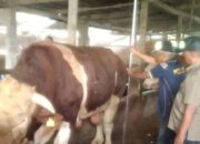 Harga Sapi Kurban di Agam Capai Rp18 Juta Per Ekor