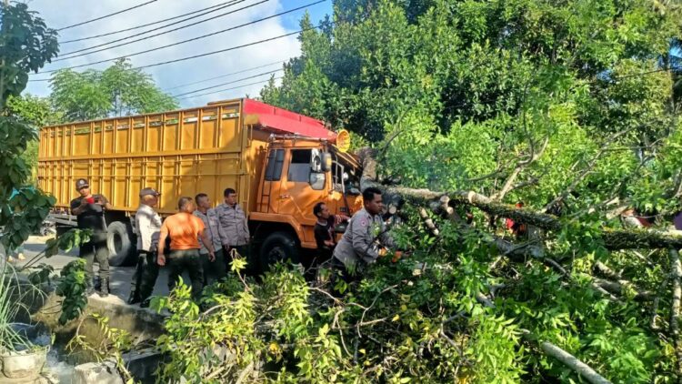 Hindari Motor, Sopir Truk Alami Luka-luka usai Hantam Pohon hingga Tumbang 1 Pohon tumbang usai dihantam truk di kawasan Korong Gadang, Kecamatan Kuranji pada Senin (22/5/2023) sore. (Foto: Dok. Pusdalops PB)