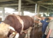 Persediaan Hewan Kurban di Agam Tahun Ini Capai 3.414 Ekor